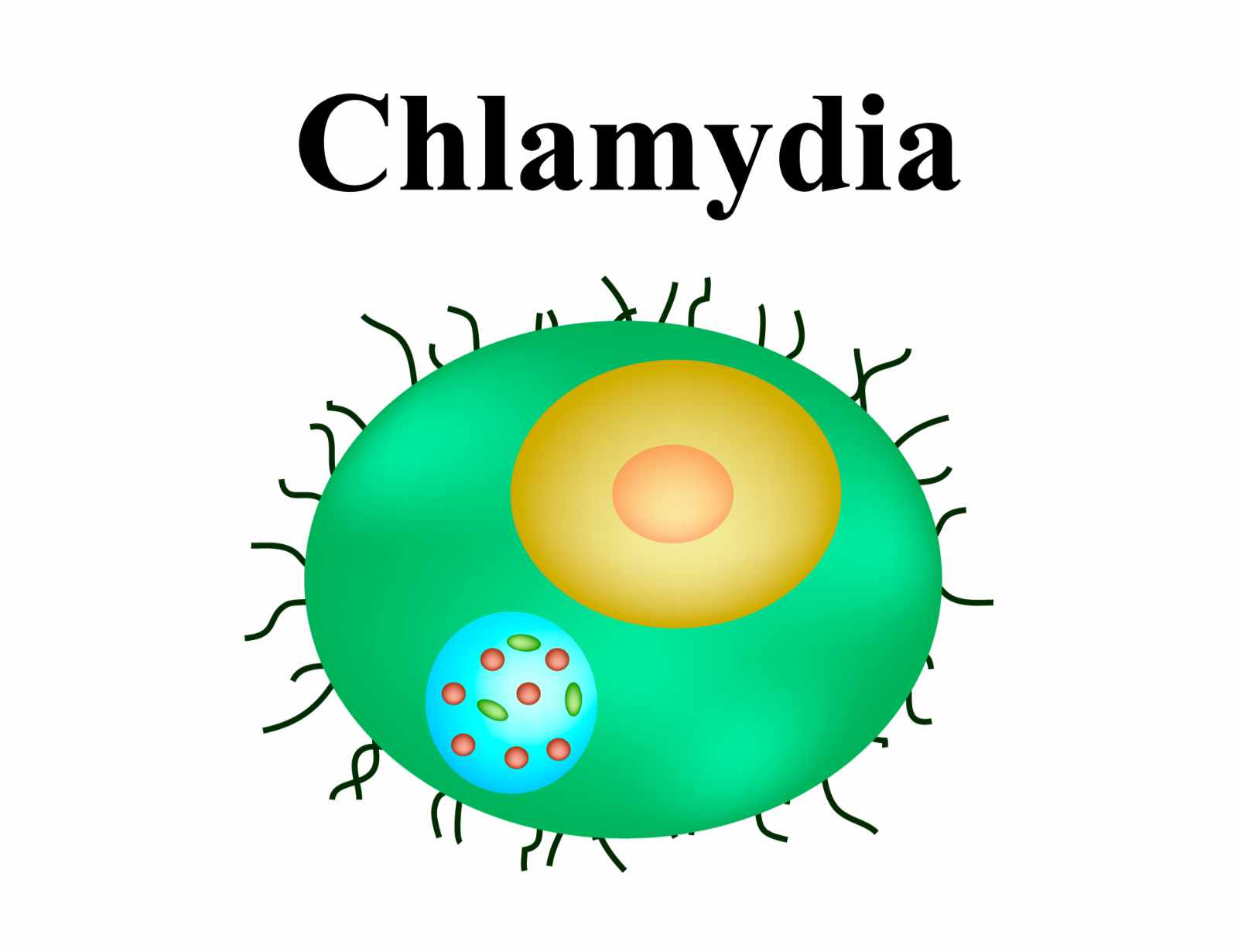 Chalmydia-Bacterial-Concept